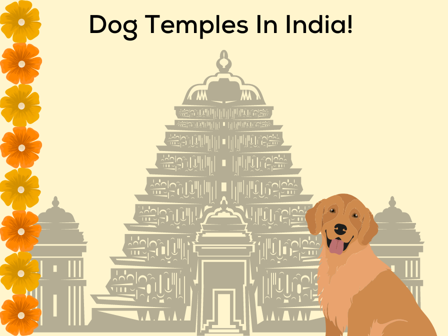 Dog Temples In India!