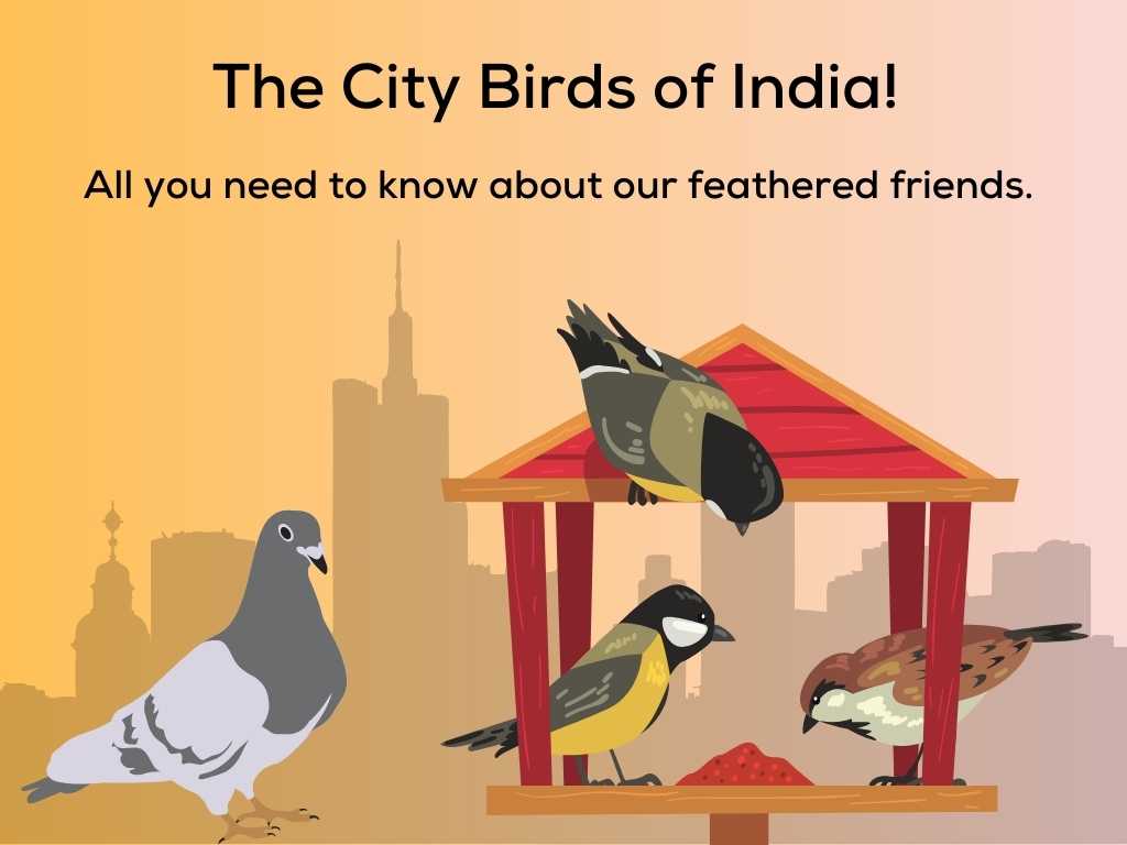 The City Birds of India! All you need to know about our feathered friends.