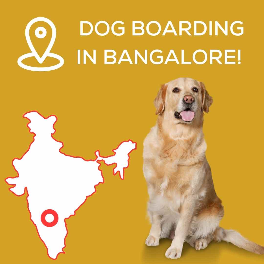 Dog Boarding in Bangalore City!