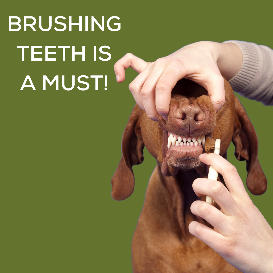 Brushing Your Dog's Teeth is a Must!