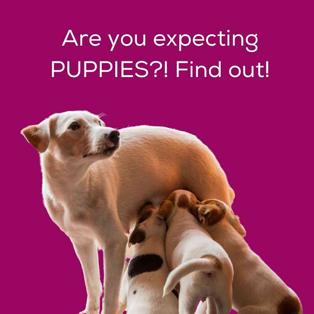 Signs your dog might be pregnant!