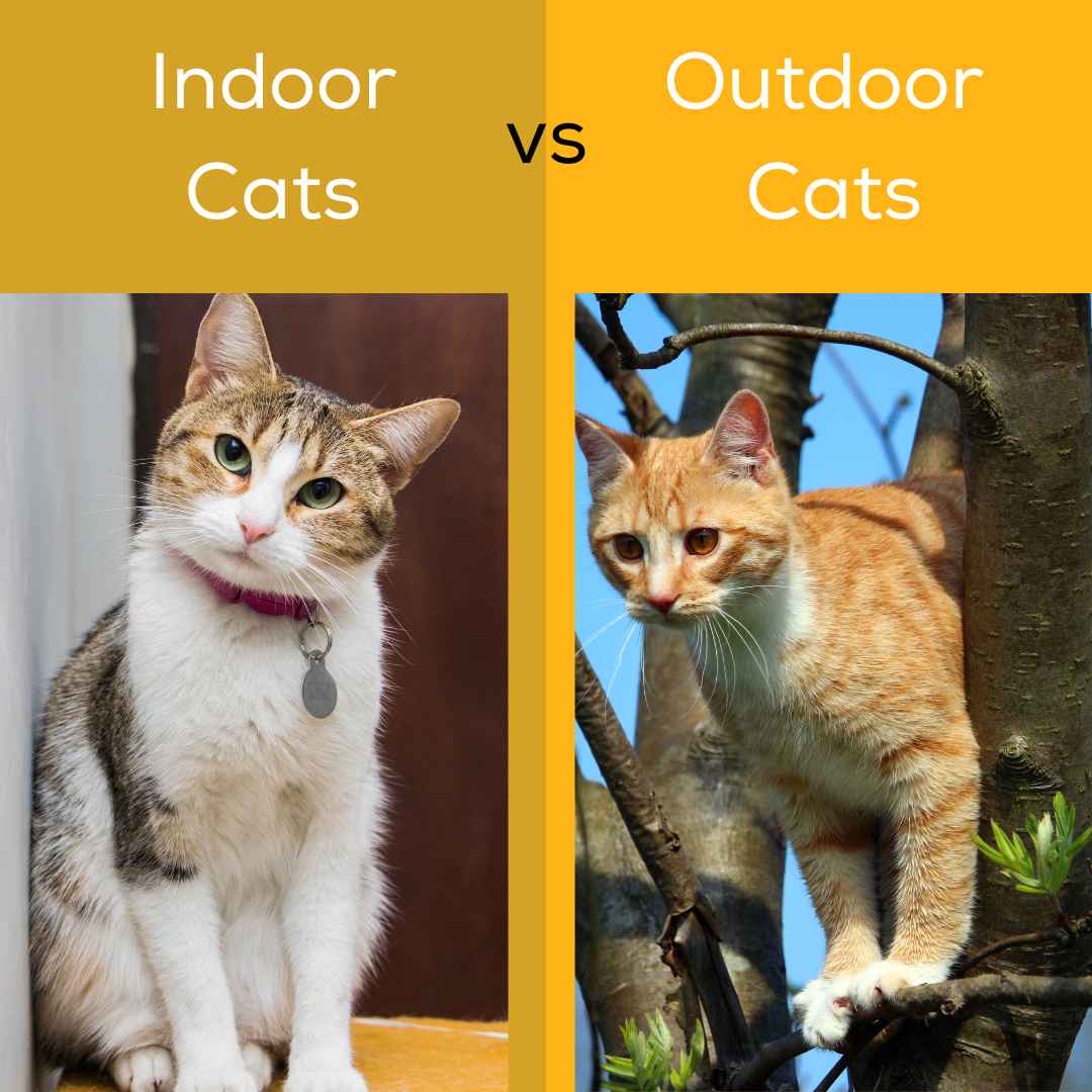 Indoor vs. Outdoor Cats