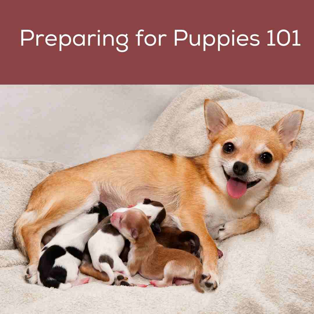 How to prepare for Puppies!