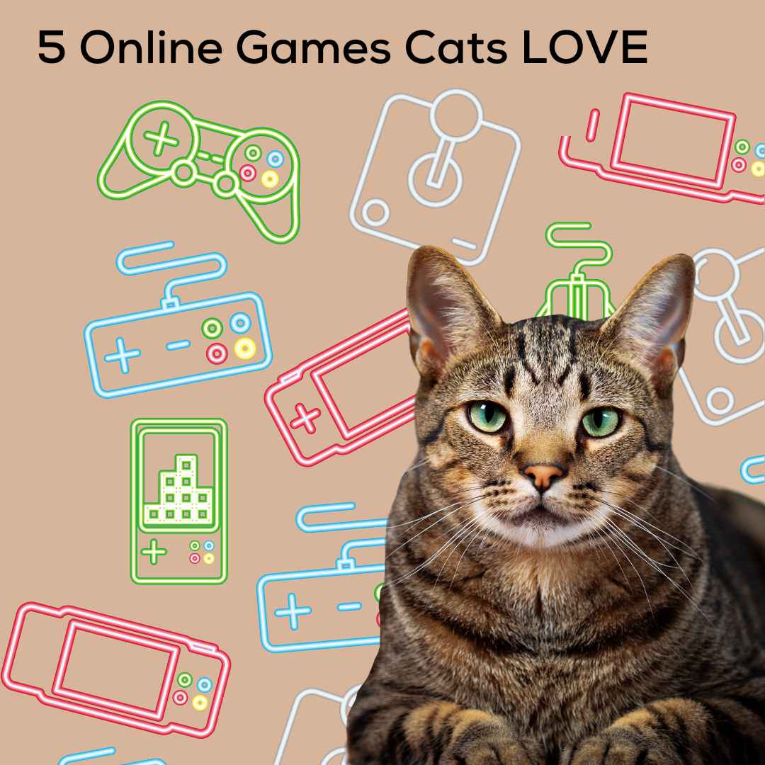 5 Online Games that Cats LOVE