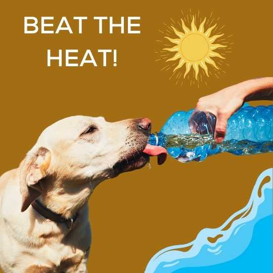 Beat the Heat!