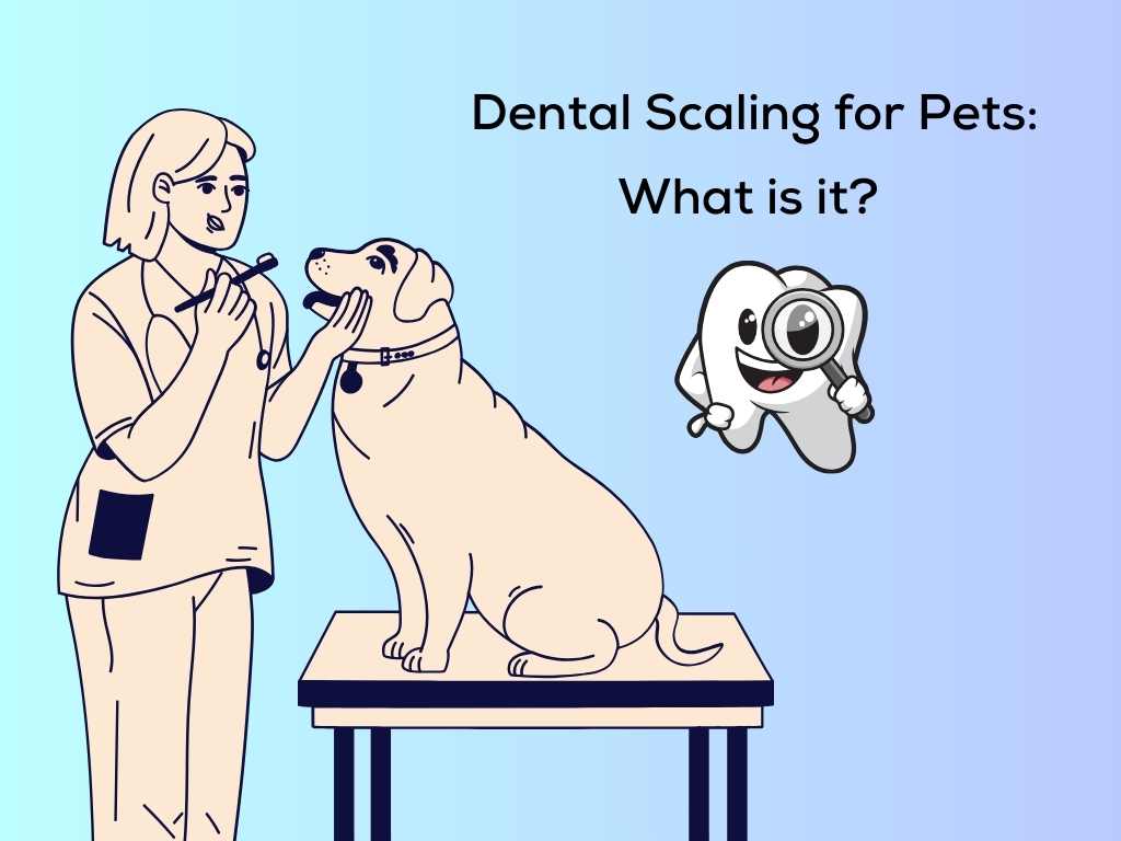Dental Scaling for Pets: What is it?