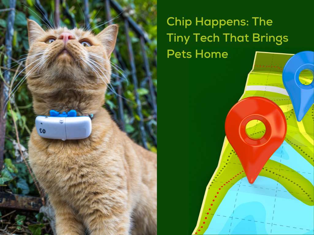 Chip Happens: The Tiny Tech That Brings Pets Home