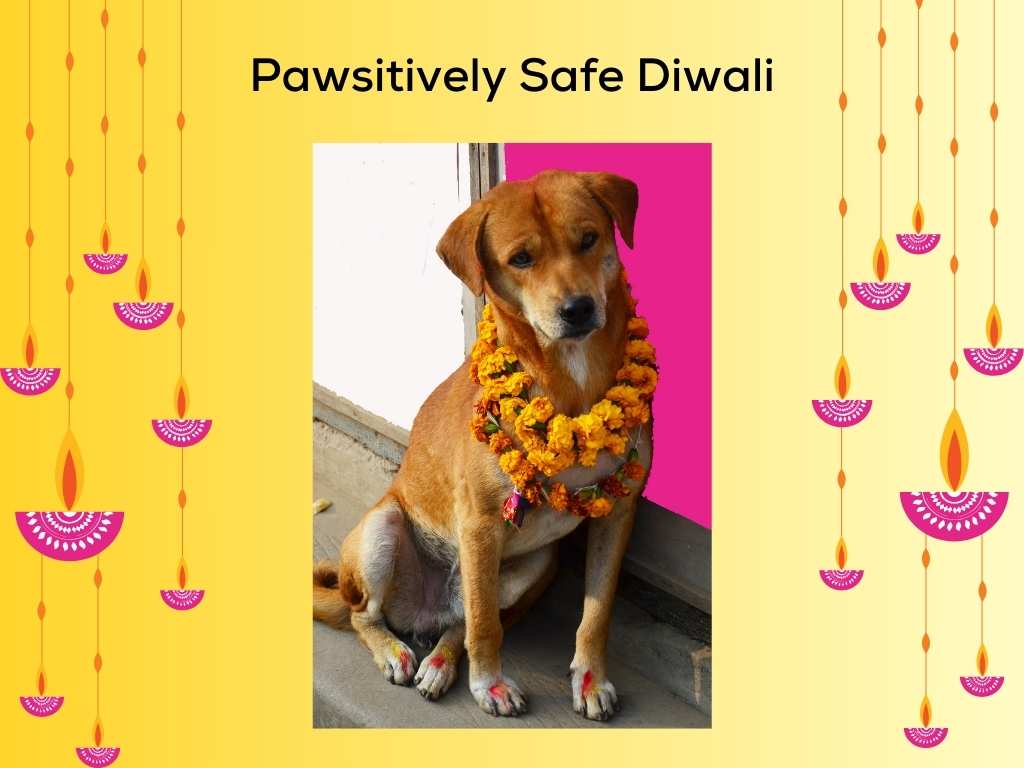 Pawsitively Safe Diwali - Celebrate with Your Furry Friends