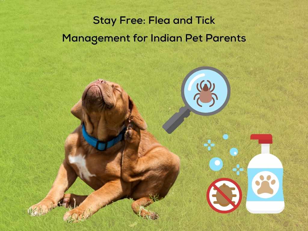 Stay Free: Flea and Tick Management for Indian Pet Parents