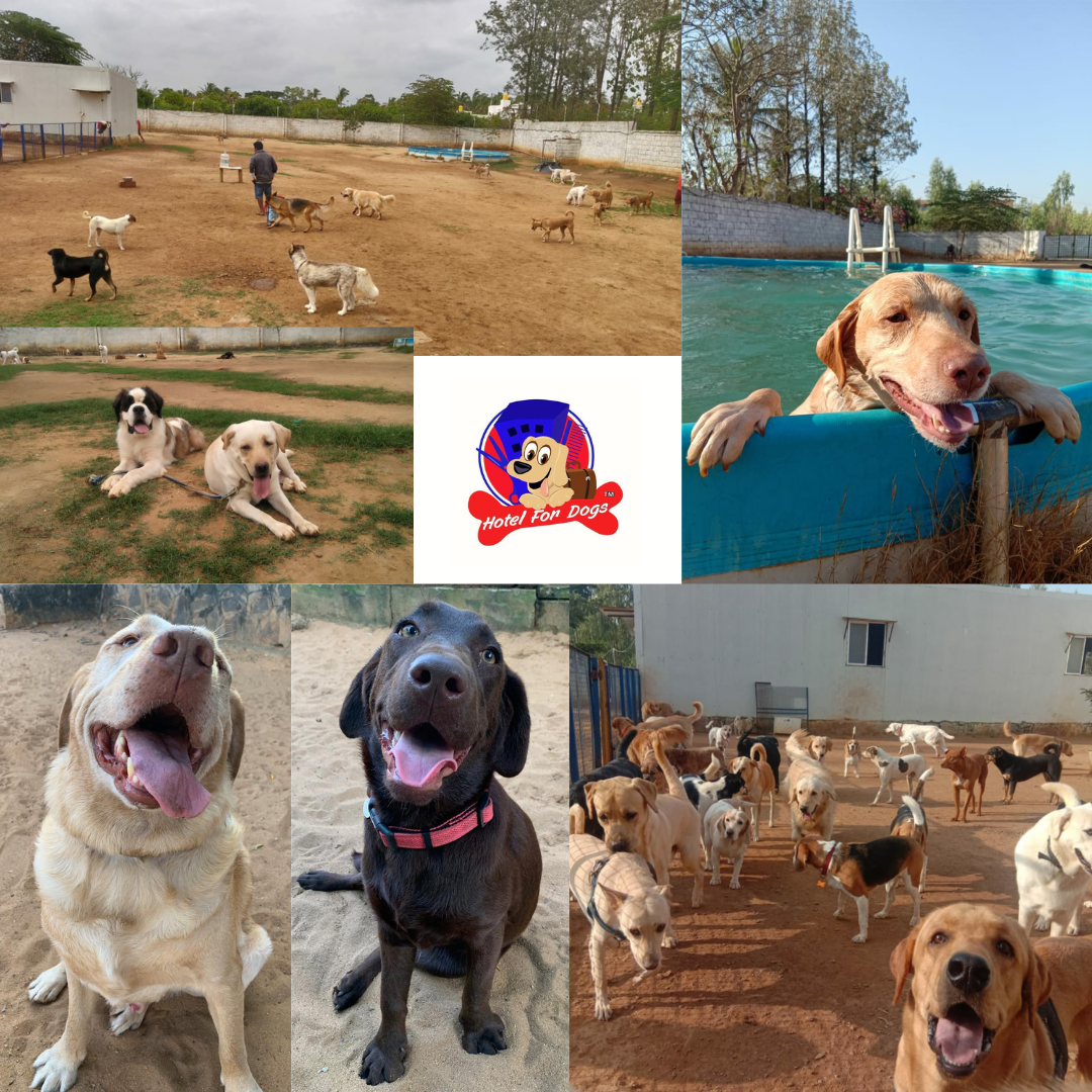 Hotel For Dogs