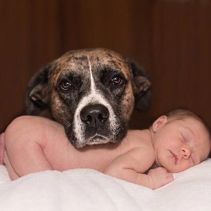 5 Tips On Introducing the Dog to a New Baby