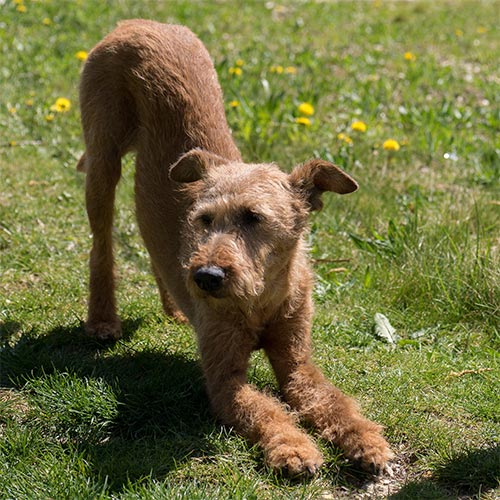 Doga: Yoga With Dogs