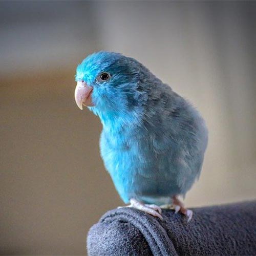 Stepevoli: Tips on taking care of your pet birds