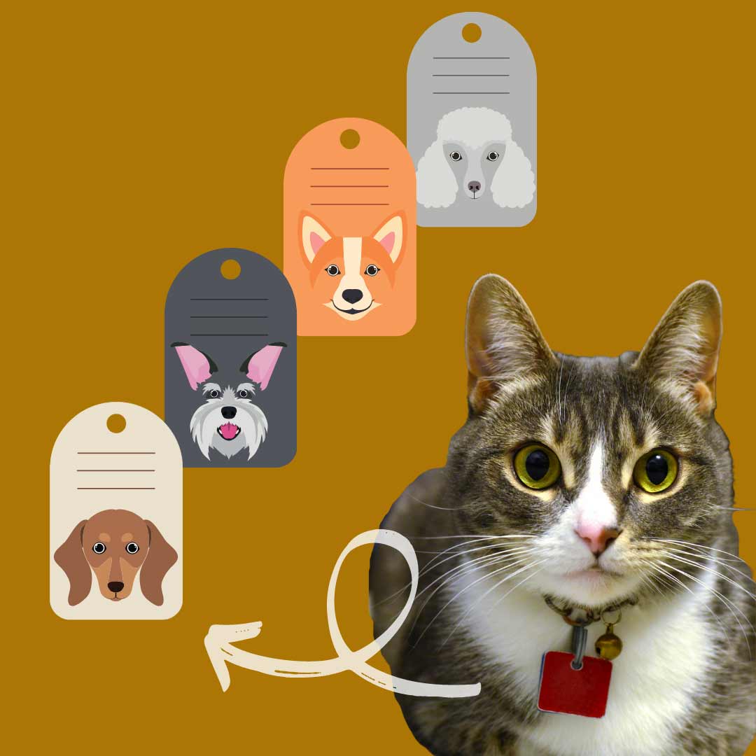 Why your pets need ID tags and what to put on them!