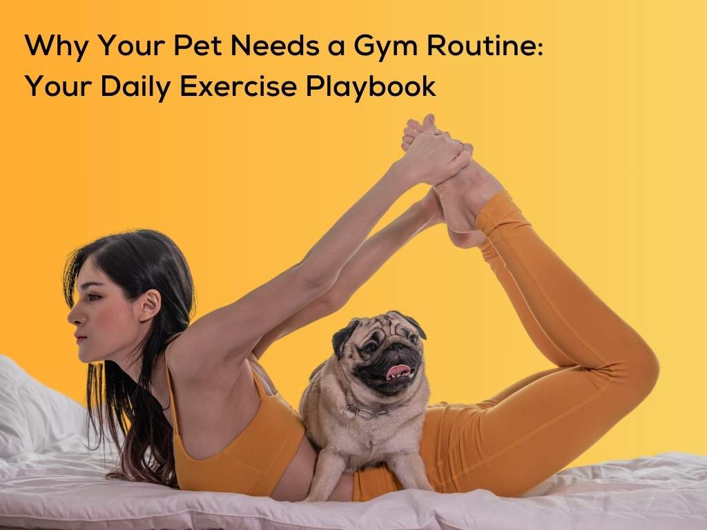 Why Your Pet Needs a Gym Routine: Your Daily Exercise Playbook