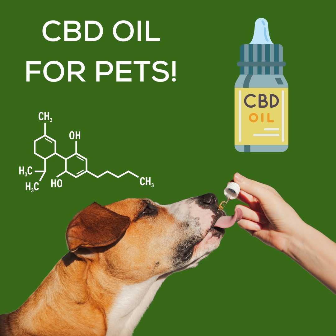 CBD for Pets