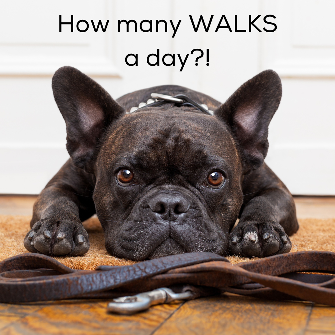 How many times do I need to walk my dogs?