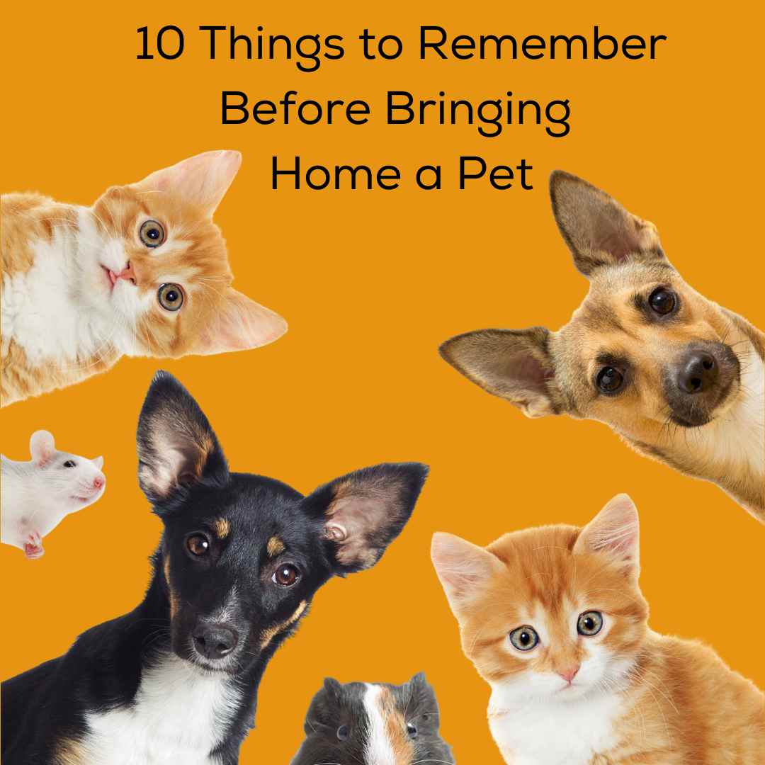 10 Things to Remember Before Bringing Home a Pet