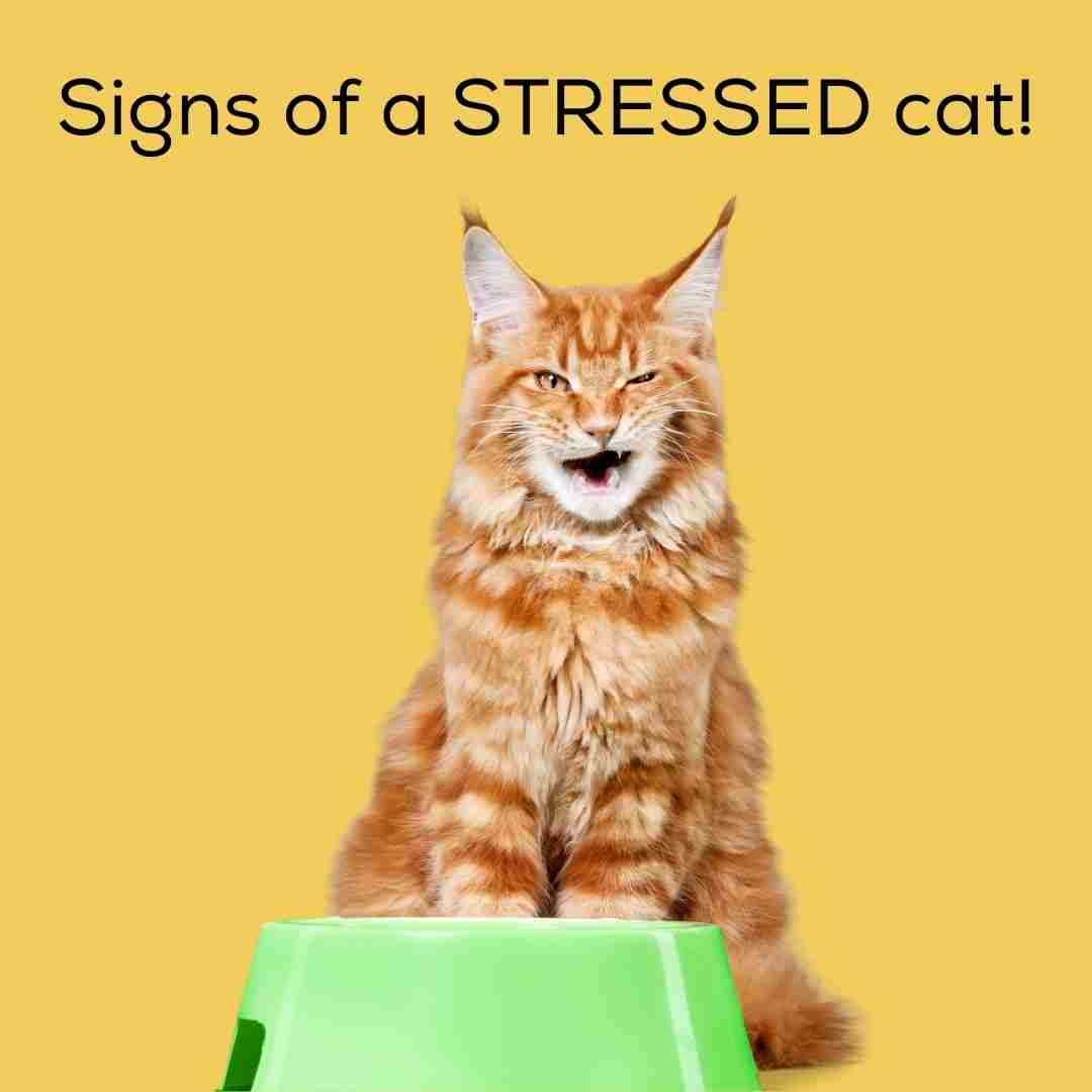 Signs your cat is stressed and anxious!