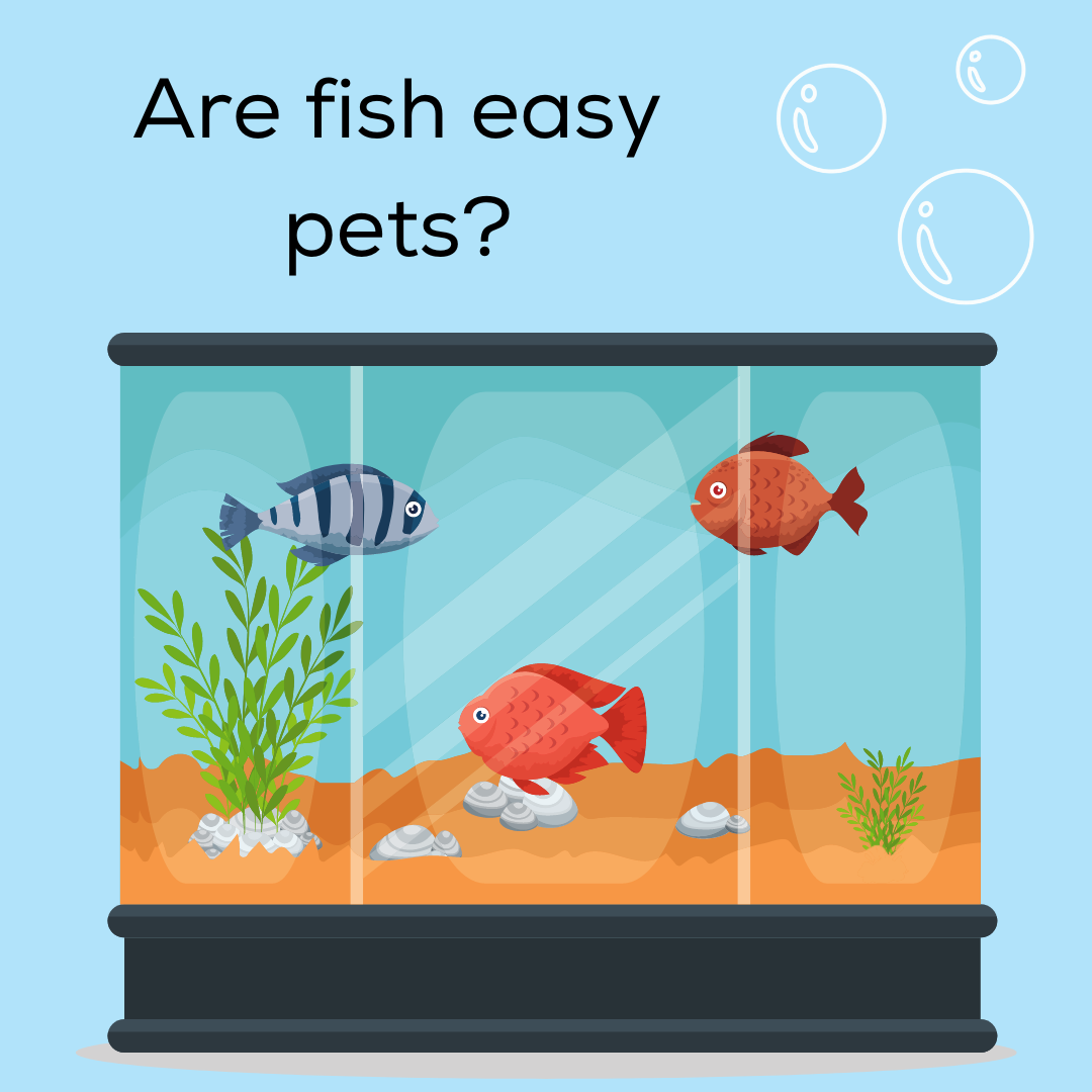Are fish easy pets?