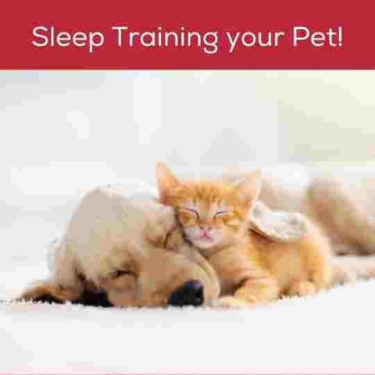 Sleep Training your Pet