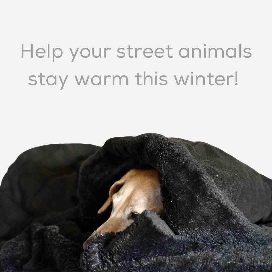 Help your street animals stay warm this winter!
