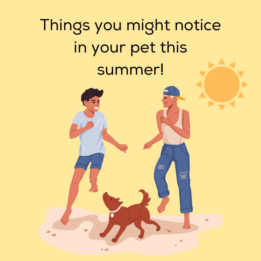 Things you might notice in your pet this summer!