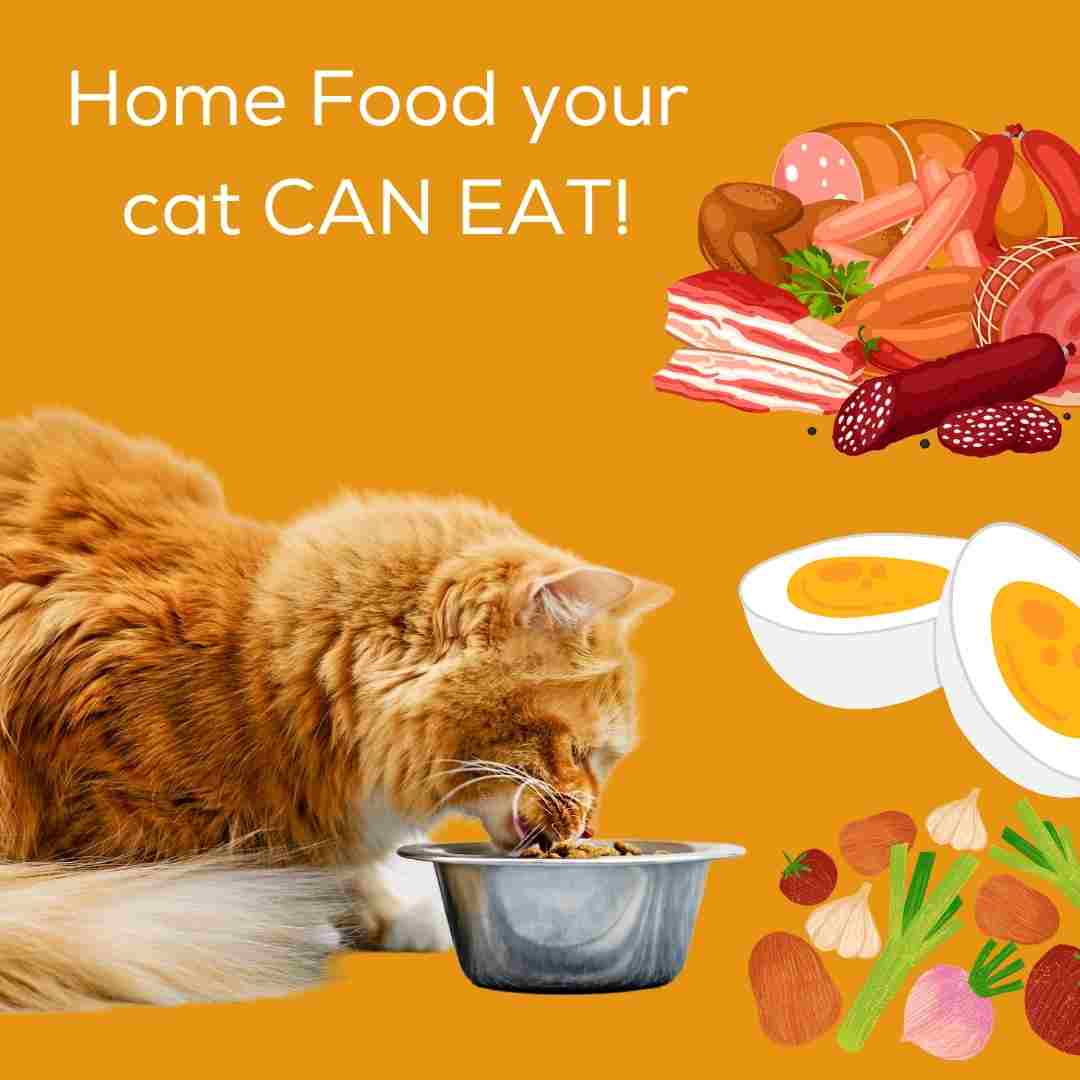 What cooked food can your cat eat?