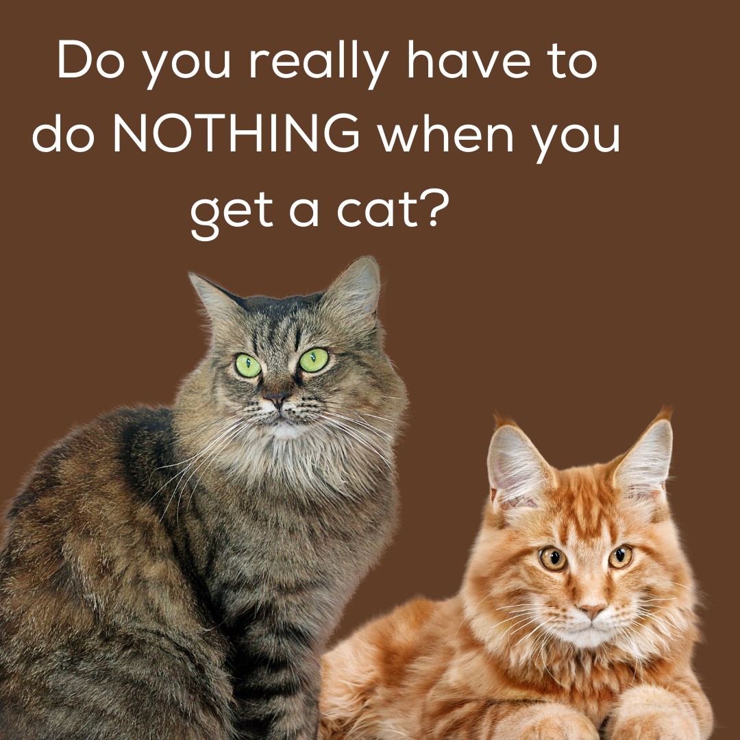Do you really have to do NOTHING when you get a cat?