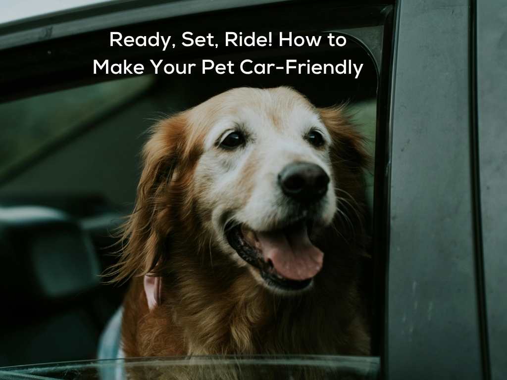 How to Make Your Pet Car-Friendly: A Guide to Stress-Free Drives and Travel