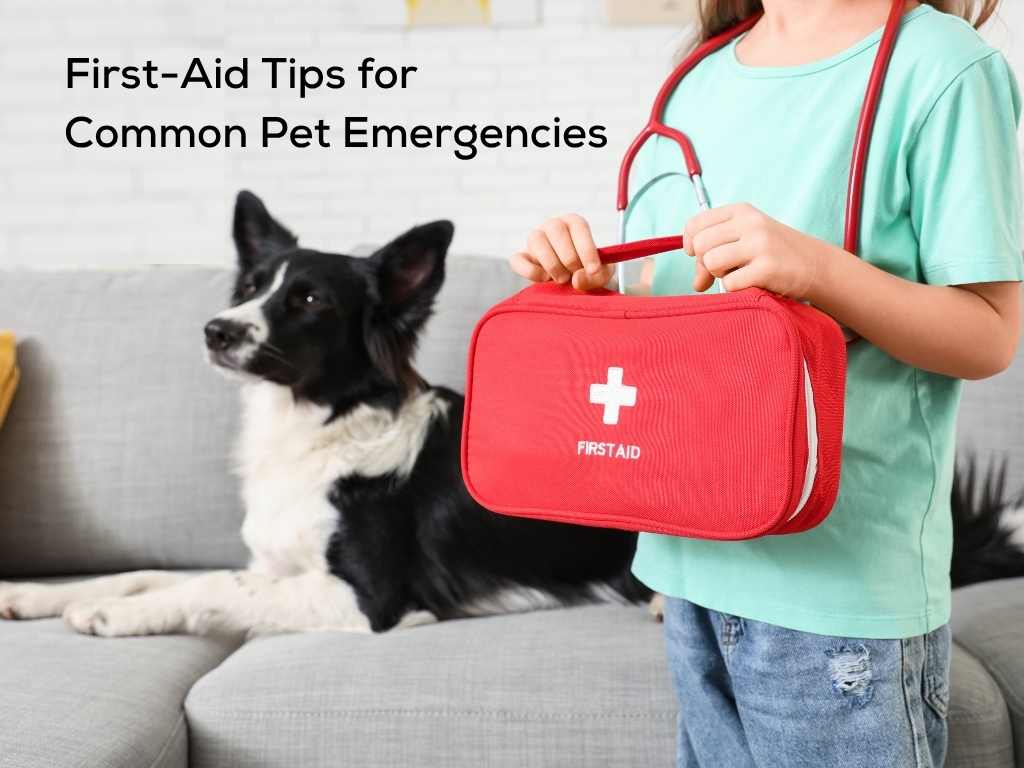 First-Aid Tips for Common Pet Emergencies