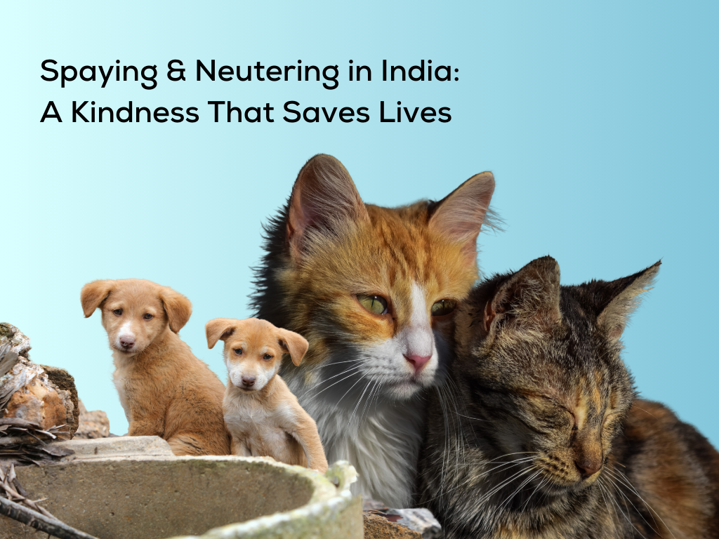 Spaying & Neutering in India: A Kindness That Saves Lives