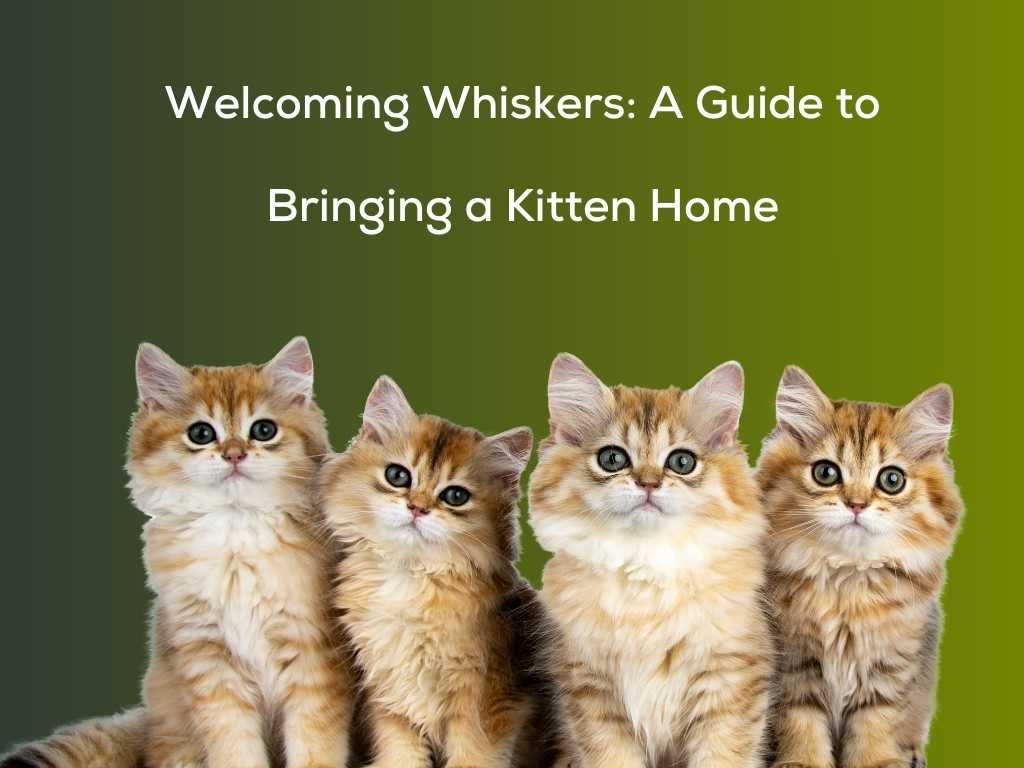Welcoming Whiskers: A Guide to Bringing a Kitten Home