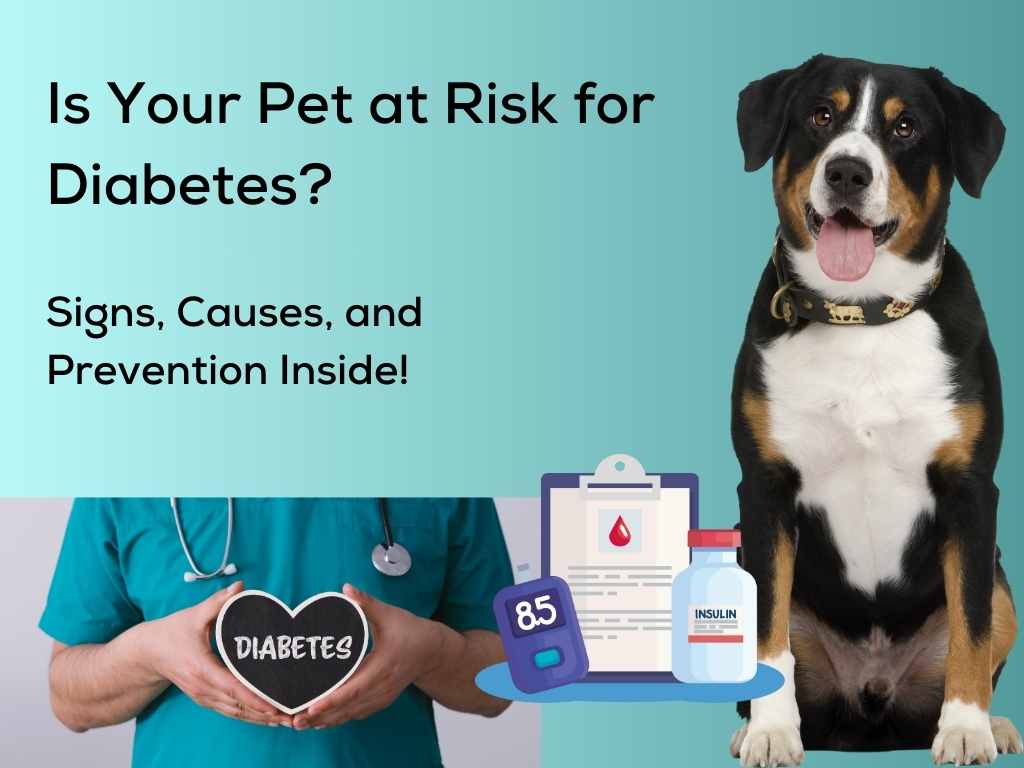 Understanding Pet Diabetes: A Guide for Pet Parents This November