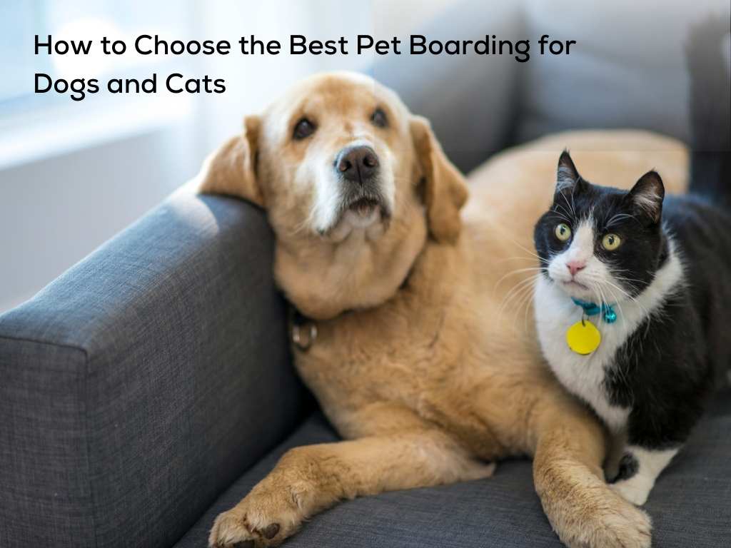 How to Choose the Best Pet Boarding for Dogs and Cats