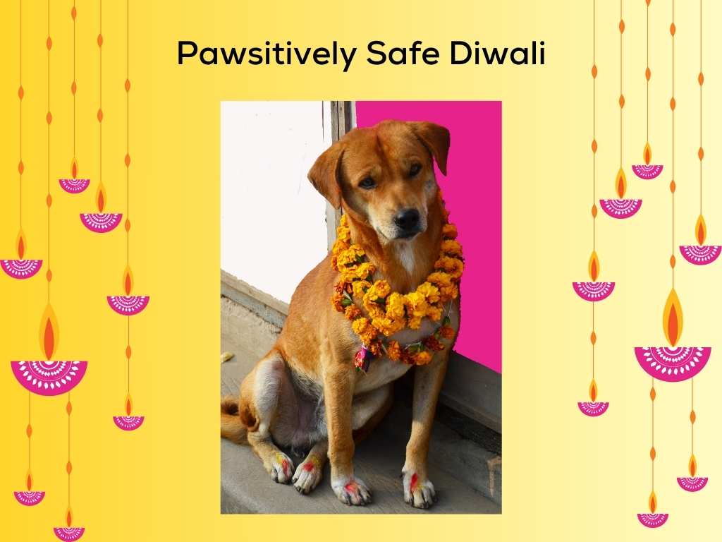 Pawsitively Safe Diwali -  Celebrate with Your Furry Friends