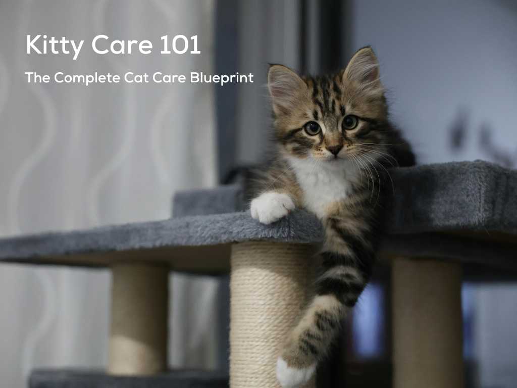 Caring for Your Cat the Right Way