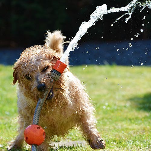 Stepevoli Blog - Heatstroke In Dogs