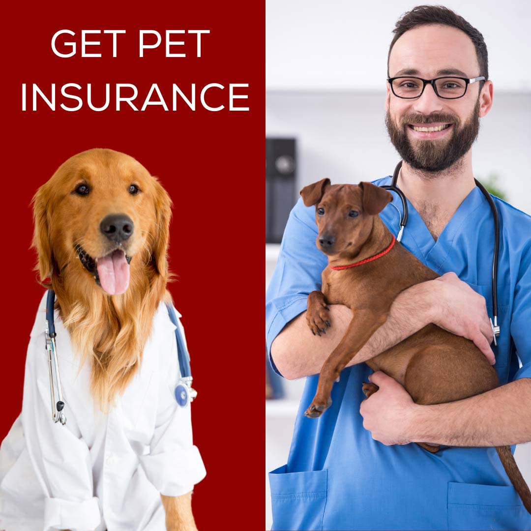Pet Insurance and why you need it!