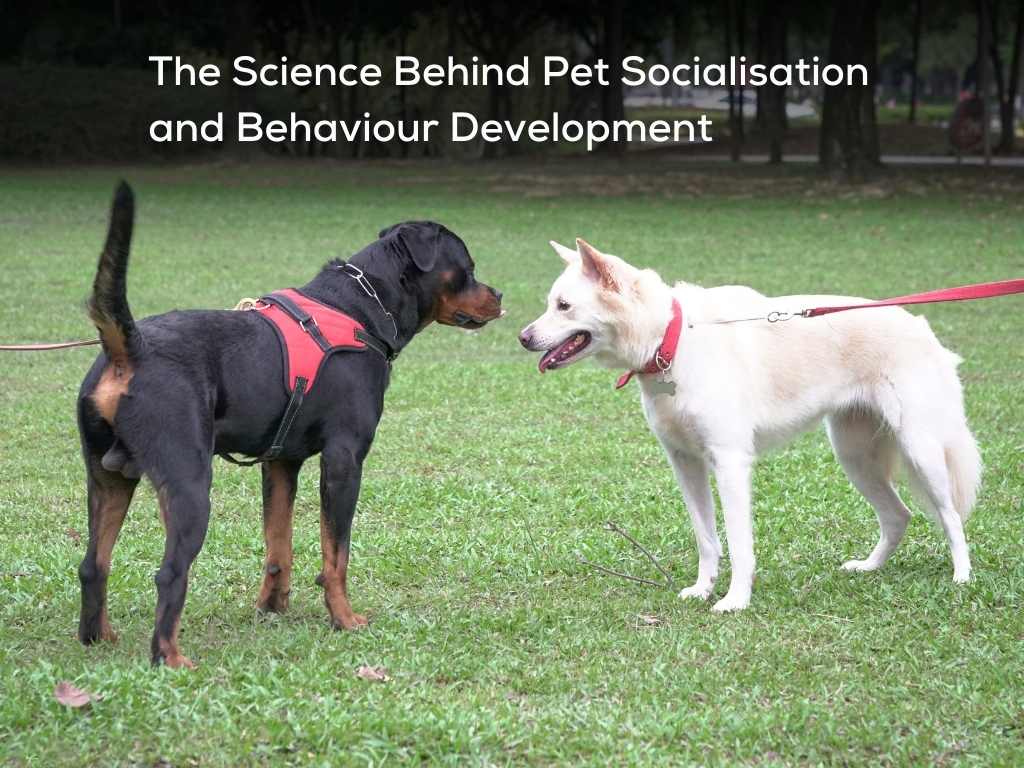 The Critical Socialisation Period in Puppies and Kittens Explained