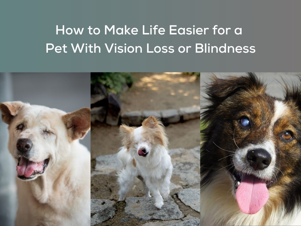 Caring for Pets With Vision Loss: Tips to Keep Them Safe