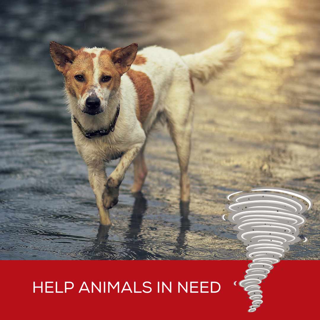 Help animals in need during storms!