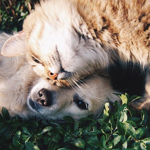How To Reduce Stress Levels In Your Pets