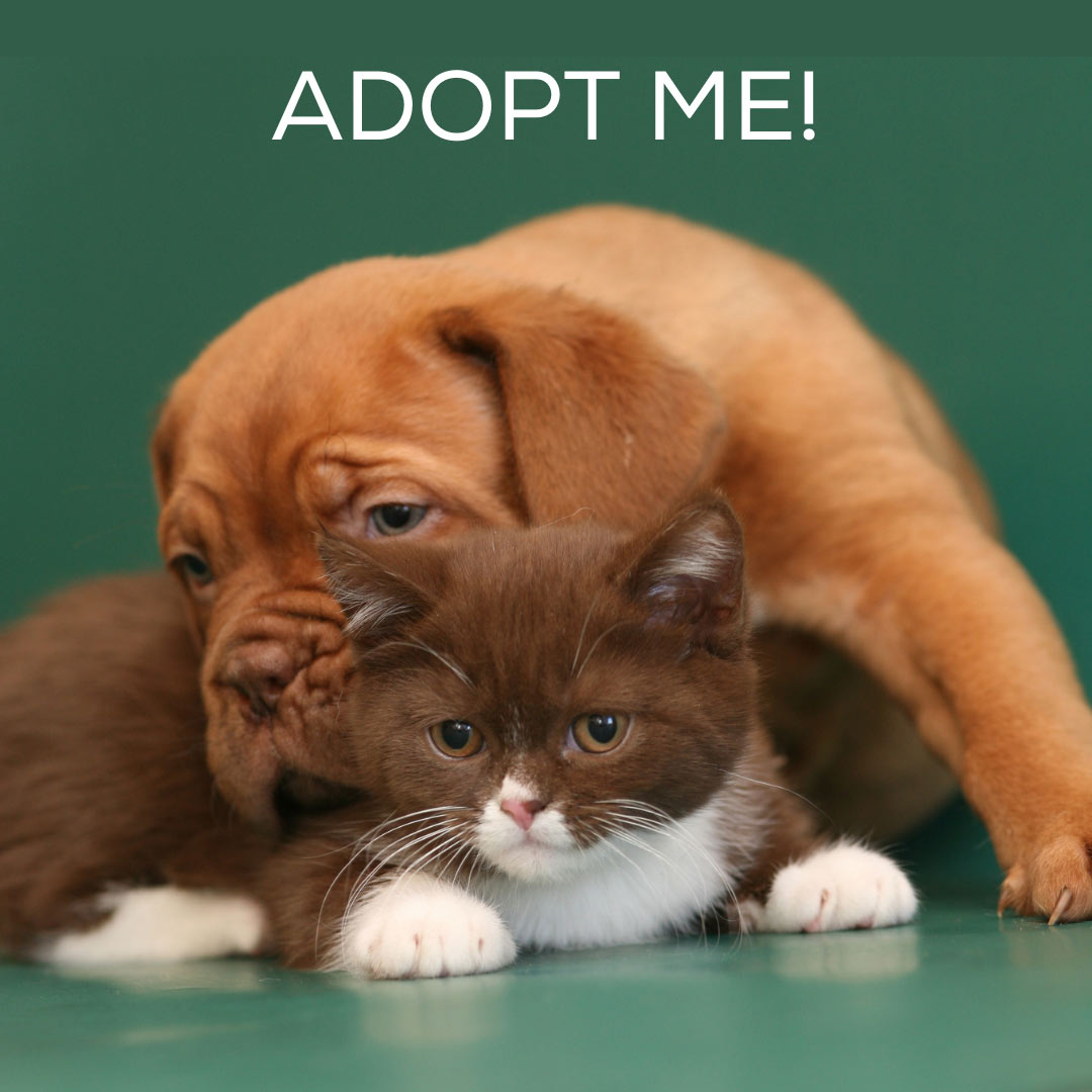 How to find the right people to adopt a pet