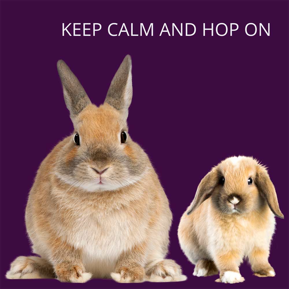 Planning on getting a rabbit? Hop to it!