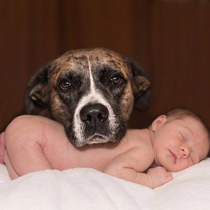 5 Tips On Introducing the Dog to a New Baby