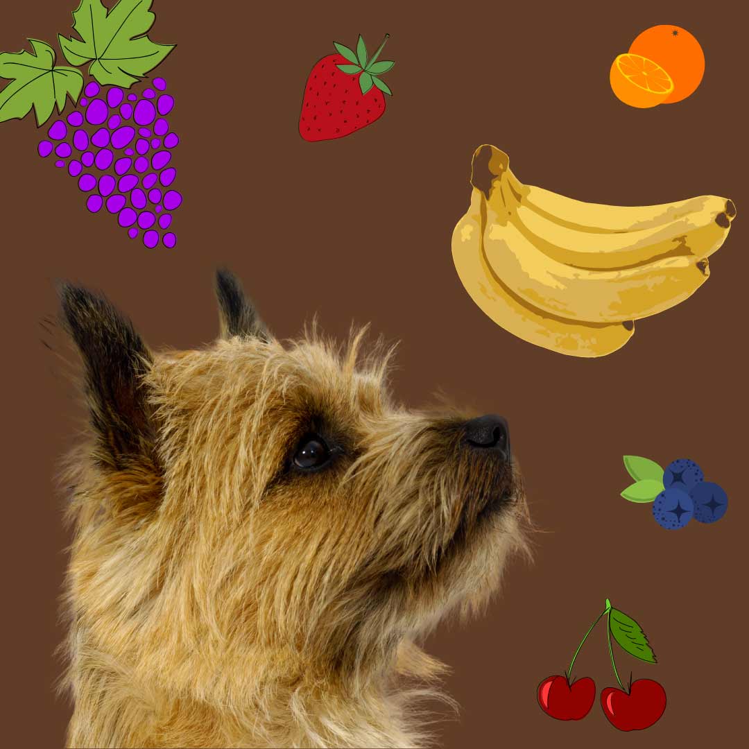 What Fruits Can Dogs Eat? Do they even like it?