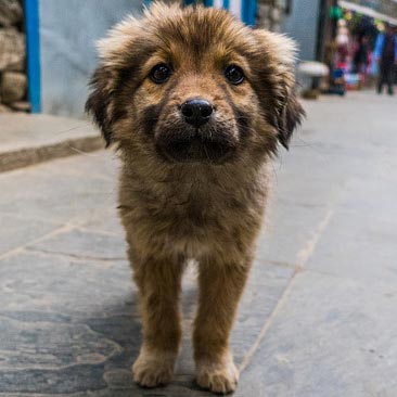 Stray Dogs And Human Gestures