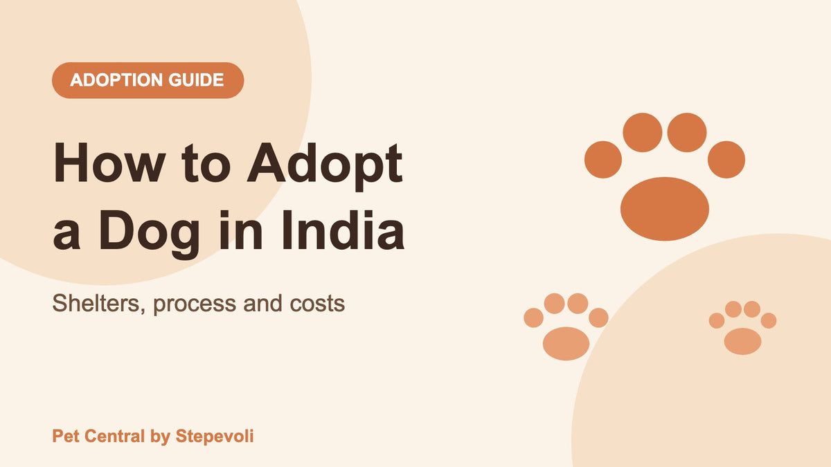 Banner reading How to Adopt a Dog in India: Shelters, process and costs, with paw prints
