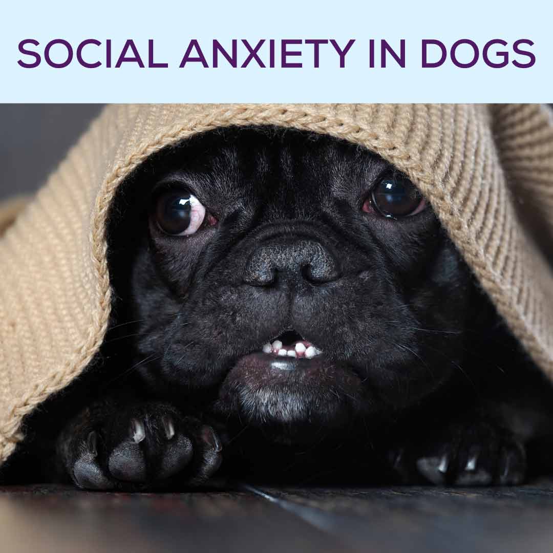 How can you help social anxiety in dogs?